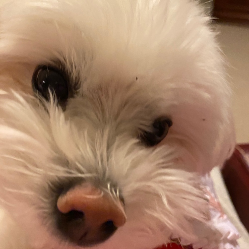 Cutey pie